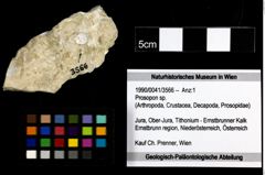 Foto (Objekt + Etiketten) von Prosopon sp. 